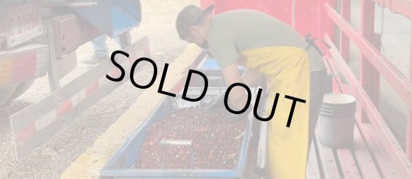 画像4: コスタリカ　ジャガーハニー[イエローハニー] (4)