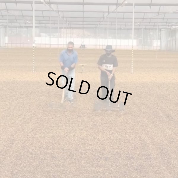 画像6: コスタリカ　ジャガーハニー[イエローハニー] (6)