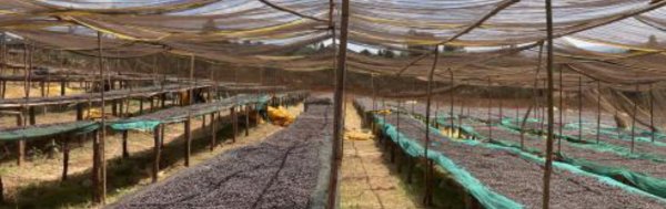 画像3: エチオピア　モカ イルガチェフェ イディド (3)