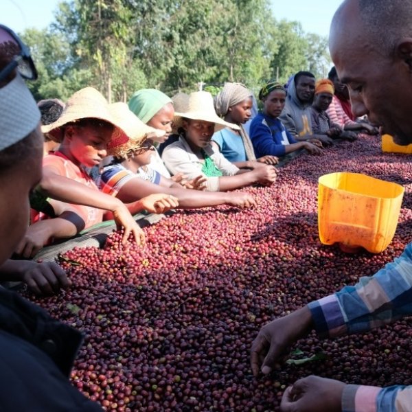 画像2: エチオピア　モカ グジ シャキッソN (2)