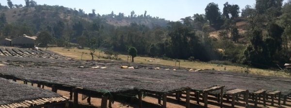 画像3: エチオピア　モカ グジ シャキッソN (3)