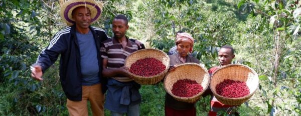 画像4: エチオピア　モカ グジ シャキッソN (4)