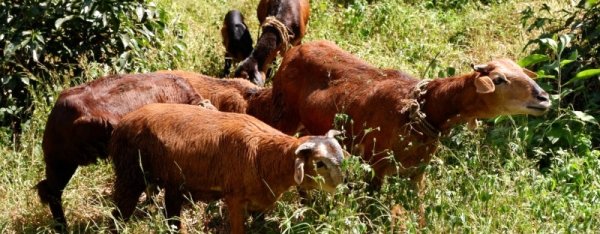 画像5: エチオピア　モカ グジ シャキッソN (5)