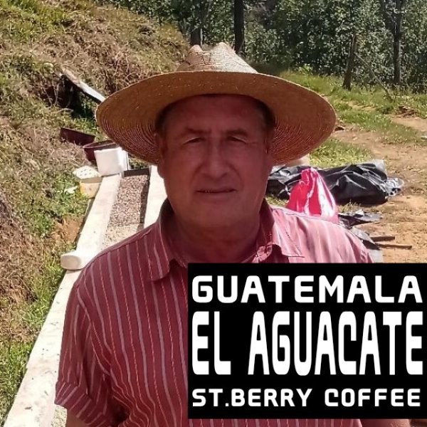 画像1: グアテマラ　エル アグアカテ (1)