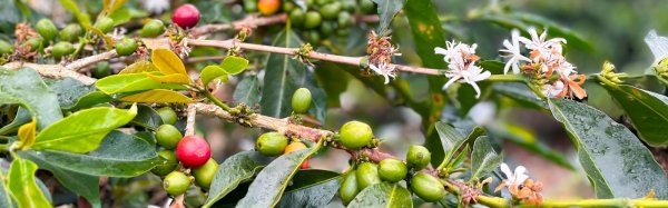 画像3: インドネシア　コピ ジェルク (3)