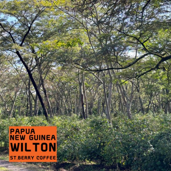 画像2: パプアニューギニア　ウィルトン (2)