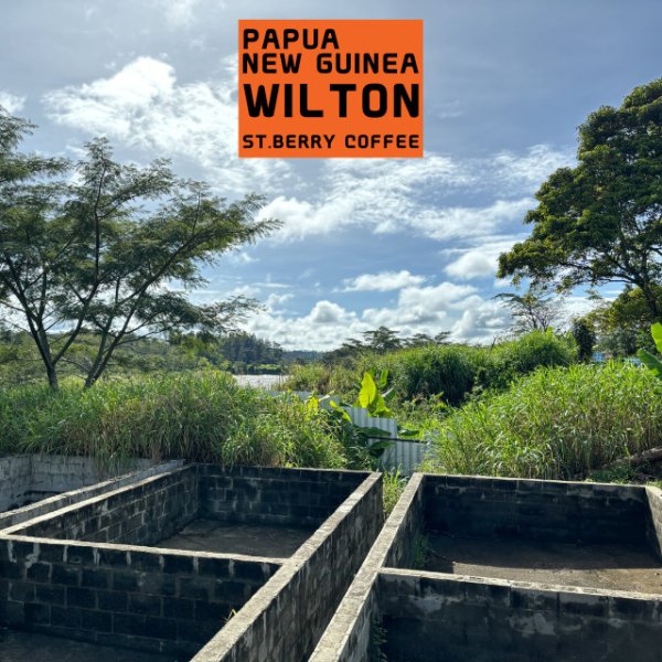 画像3: パプアニューギニア　ウィルトン (3)